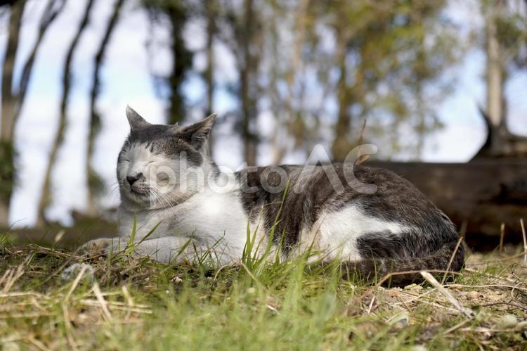 まったり野良猫 猫,ねこ,ネコの写真素材