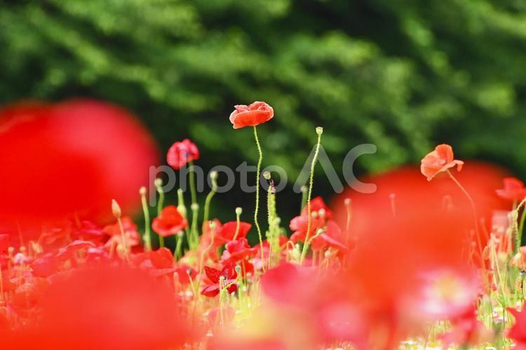 可愛くて美しいポピーの花 ポピー,満開,綺麗の写真素材