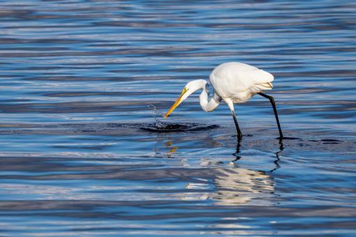 ダイサギの狩り(34) 鳥,ダイサギ,狩りの写真素材