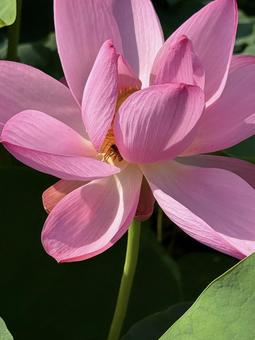Photo, lotus, lotus flower, ancient lotus no sato, 