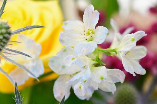 デルフィニウム デルフィニウム,白,淡い青の写真素材