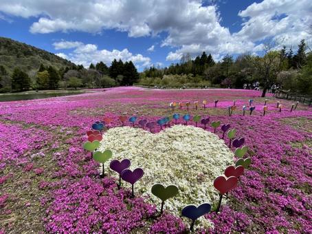 ハート ハート ハート,芝桜,山梨の写真素材