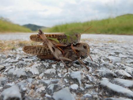 【昆虫写真】これぞ おんぶバッタ トノサマバッタ,バッタ,昆虫の写真素材