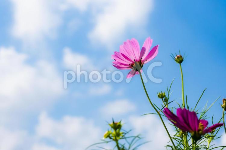 秋晴れの青い空と白い雲とコスモスの花 コスモス,花,青空の写真素材