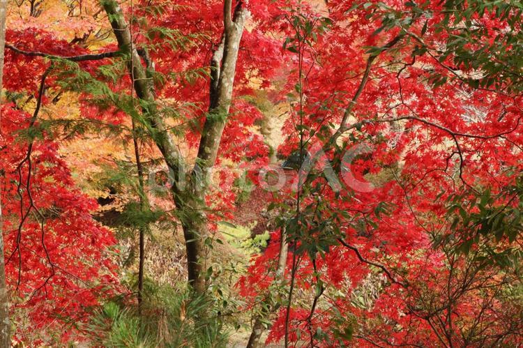 秋や紅葉のイメージ 秋,紅葉,もみじの写真素材