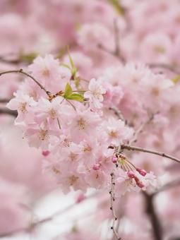 ピンクの桜 ピンクの桜の写真