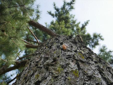 松と蝉の抜け殻 cicada shell 松と蝉の抜け殻 cicada shellの写真