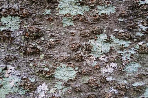 桜の樹皮のテクスチャ1 桜,サクラ,テキストスペースの写真素材