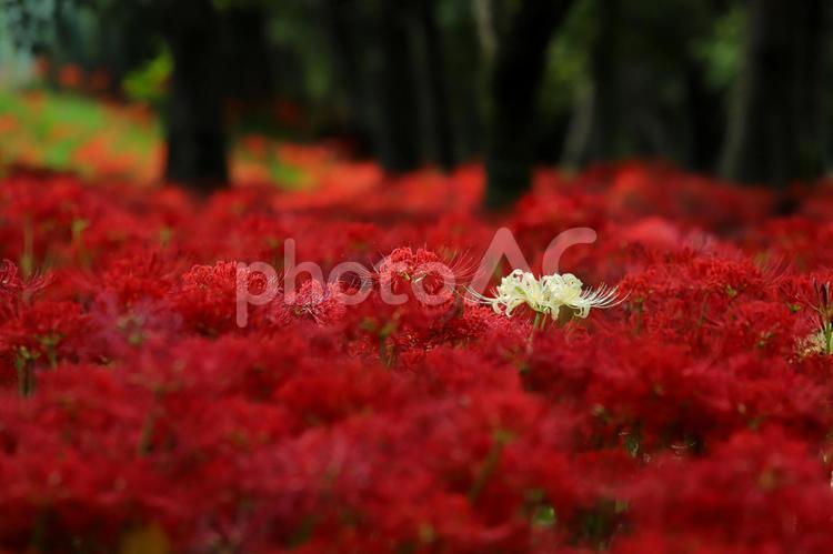 白い 彼岸花,曼珠沙華,群生地の写真素材