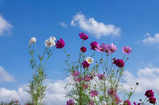 コスモスの花 コスモスの花 コスモス,コスモス畑,花の写真素材