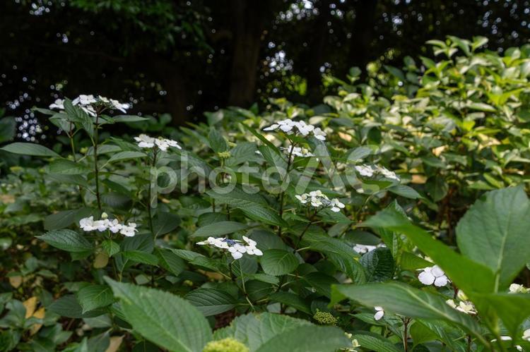 緑に囲まれた白いガクアジサイ ガクアジサイ,紫陽花,白い花の写真素材