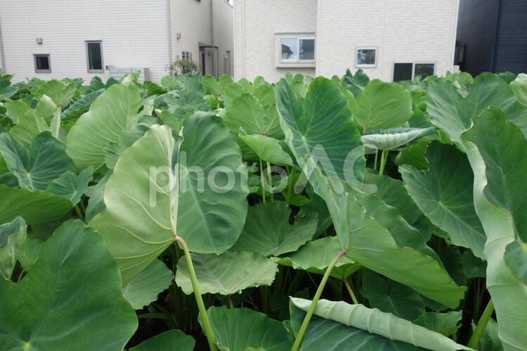 住宅と里芋畑 さといも,さといも畑,住宅の写真素材