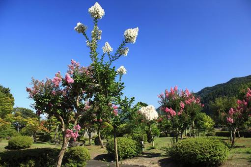 青空に映えるサルスベリの花 青空に映えるサルスベリの花の写真