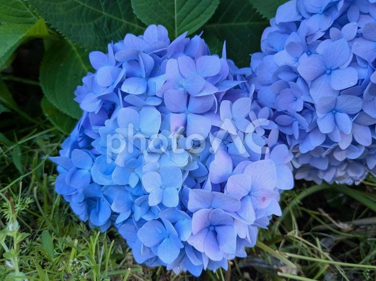 アジサイ（青紫） アジサイ,紫陽花,紫の写真素材