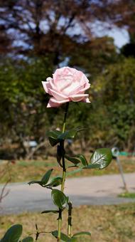 【花の写真】ばらの花 rose,植物,園芸の写真素材