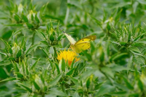 Monarch butterfly ⒁, JPG