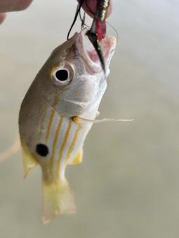 海の魚が釣れた 海の魚が釣れたの写真