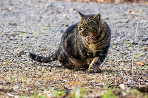 猫(301) 猫,食肉目,ネコ科の写真素材