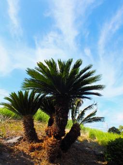 美しい空の風景と蘇鉄 美しい空の風景と蘇鉄の写真