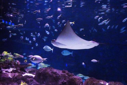 サンピアザ水族館の人気者 サンピアザ水族館の人気者 サンピアザ水族館,エイ,海水魚の写真素材