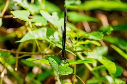 ハグロトンボ⑿ トンボ,ハグロトンボ,ホソホソトンボの写真素材