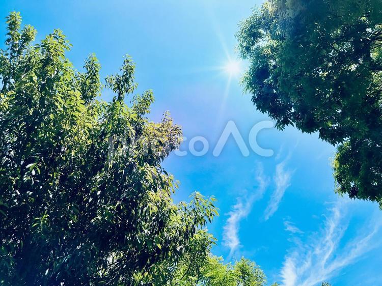 太陽と青空と木の背景、木漏れ日 木,枝,空の写真素材