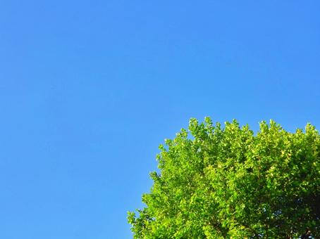 緑に包まれた木と青空 青空,木,葉の写真素材
