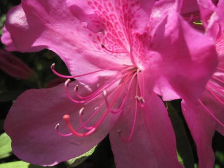 Azalea, JPG