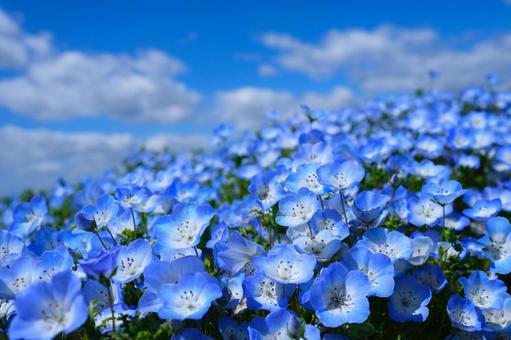 Nemophila 1, JPG