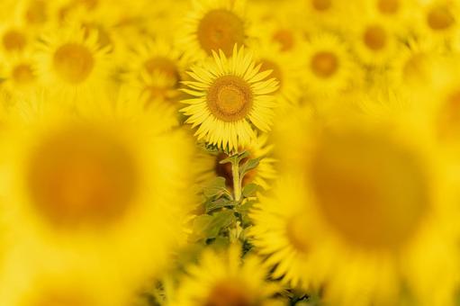 福岡-【柳川ひまわり園】の写真
