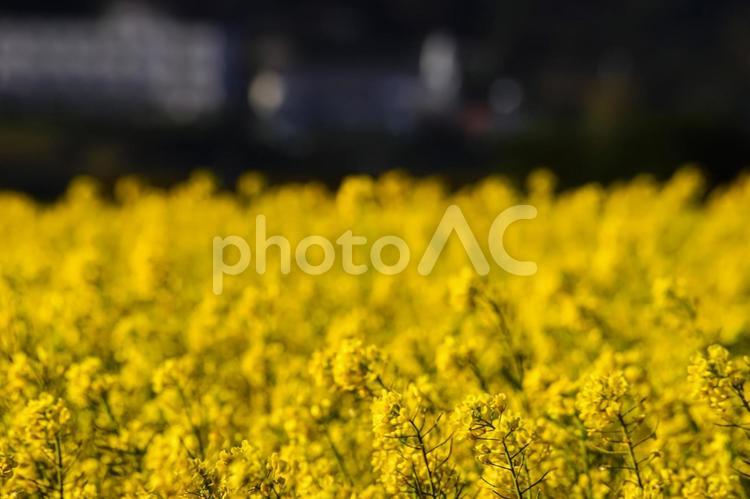 ＜五島の風景＞魚津ケ崎公園の菜の花 菜の花,アブラナ,春の花の写真素材