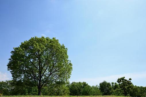 青空と木3 青空と木3 空,青空,青色の写真素材