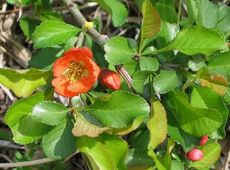 クサボケの写真