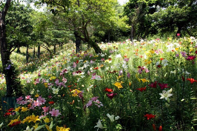 眩しいばかりの百合園 植物,カメラ,写真の写真素材