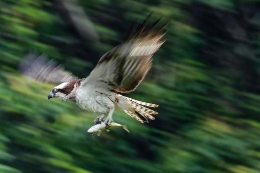 急いで魚を運ぶミサゴ、流し撮り 急いで魚を運ぶミサゴ、流し撮り ミサゴ,鶚,ウオタカの写真素材
