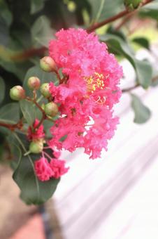 サルスベリ(百日紅)の花 サルスベリ(百日紅)の花の写真