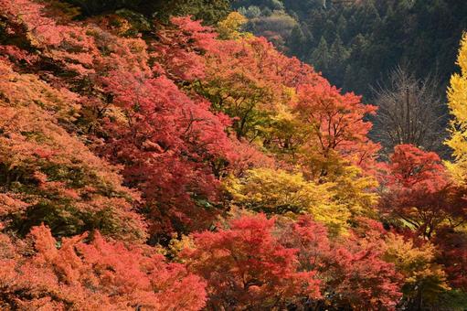 香嵐渓の紅葉 香嵐渓の紅葉の写真