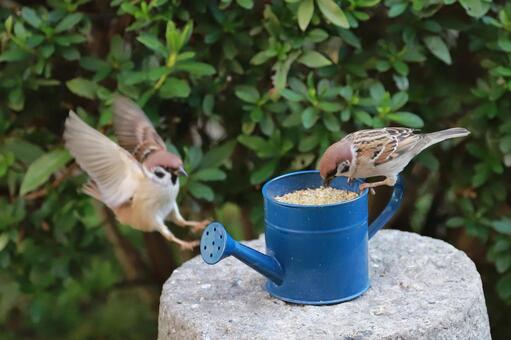 すずめ給餌 野鳥,ことり,スズメの写真素材