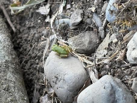 カエル カエル カエル,アマガエル,小さいカエルの写真素材