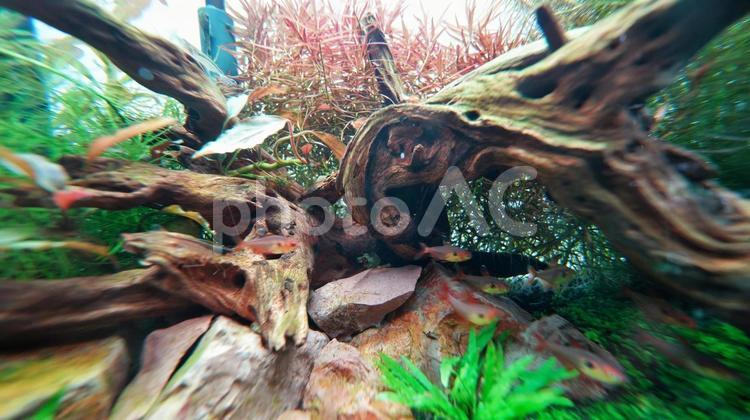 荘厳なアクアリウム 熱帯魚,水草,アクアリウムの写真素材