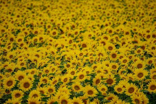 太陽の光を浴びて輝く千歳市のひまわり畑 太陽の光を浴びて輝く千歳市のひまわり畑 ひまわり畑,ひまわり,向日葵の写真素材