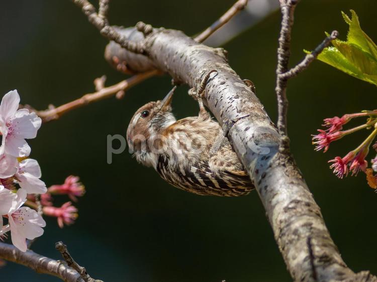 桜の木に止まる野鳥のキツツキ、コゲラ 桜,鳥,野鳥の写真素材