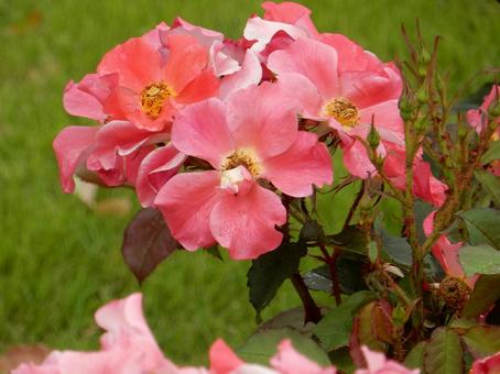 【薔薇の写真】バラの花 【薔薇の写真】バラの花 の写真