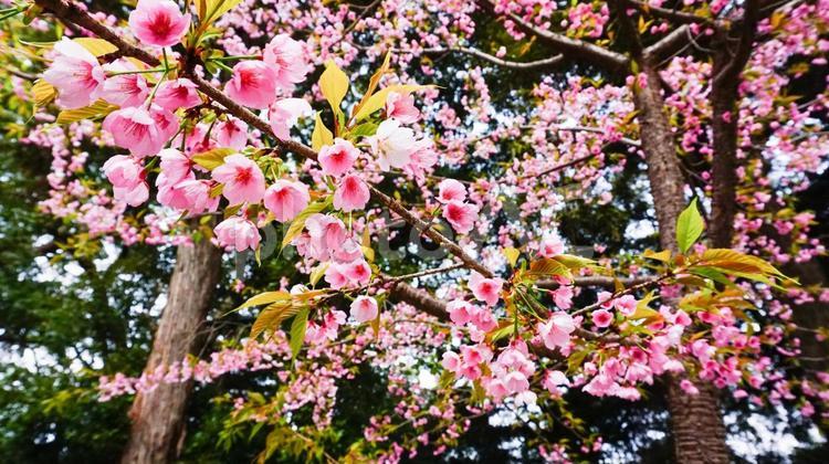 五所八幡宮の桜 桜,サクラ,さくらの写真素材
