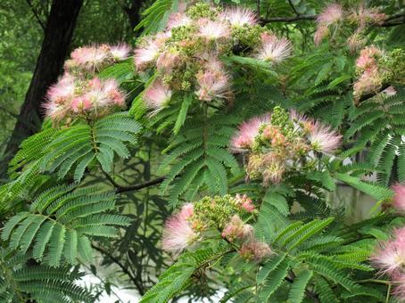 ネムノキ・合歓の木　咲く風景 ネムノキ,花木,夏秋の写真素材