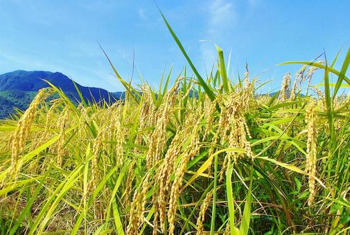 8月の稲穂と青空 8月の稲穂と青空 稲穂,稲,コメの写真素材