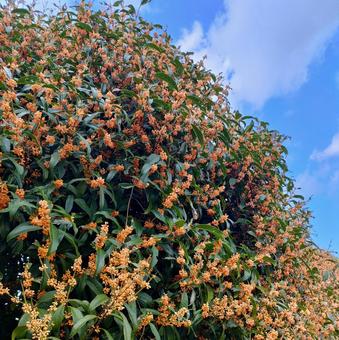 キンモクセイ キンモクセイ,金木犀,秋の写真素材