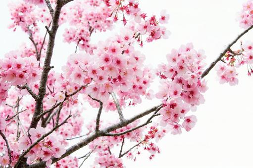 満開の桜 満開の桜の写真