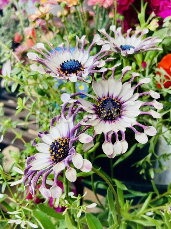 サニーフィリップ サニーフィリップ,花,珍しいの写真素材