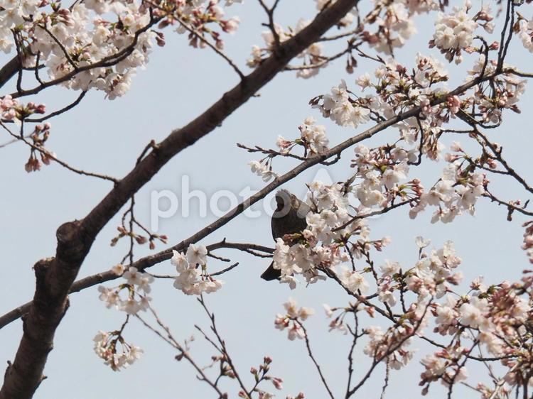桜の花と野鳥 桜,野鳥,花の写真素材